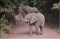 Les éléphants du lac Manyara. (1)
