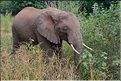 Les éléphants du lac Manyara. (2)