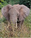 Les éléphants du lac Manyara. (3)