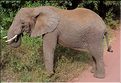 Les éléphants du lac Manyara. (4)