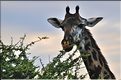 Une des girafes du lac Manyara. (1)