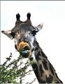 Une des girafes du lac Manyara. (2)