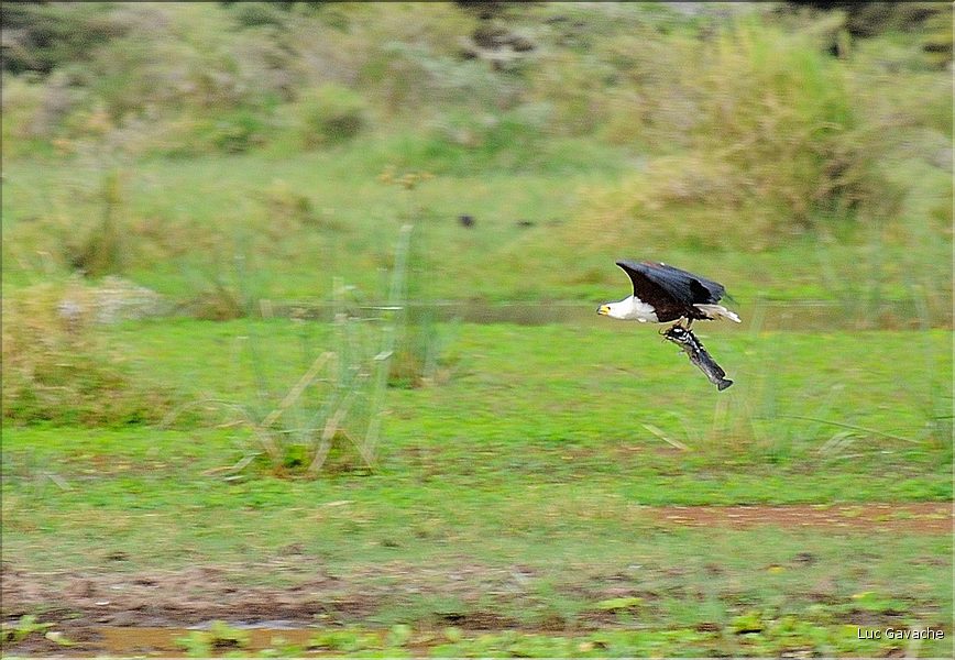 Aigle pêcheur au Lac Manyara. (2)
