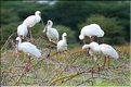 Les spatules du lac Manyara. (2)