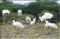 Les spatules du lac Manyara. (4)