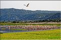 Les pélicans et tantales ibis du lac Manyara. (1)