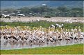Les pélicans et tantales ibis du lac Manyara. (2)