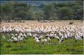 Les pélicans et tantales ibis du lac Manyara. (3)