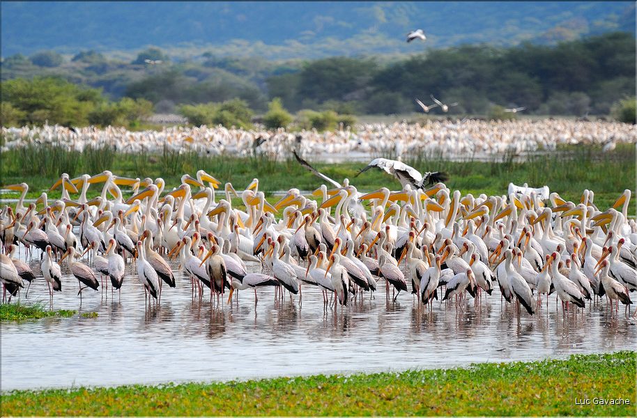 Les pélicans et tantales ibis du lac Manyara. (4)