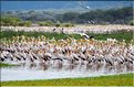Les pélicans et tantales ibis du lac Manyara. (4)