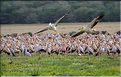 Les pélicans et tantales ibis du lac Manyara. (5)
