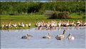Les pélicans et tantales ibis du lac Manyara. (6)