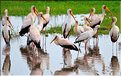 Les tantales ibis du lac Manyara. (2)