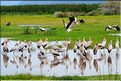 Les tantales ibis du lac Manyara. (3)
