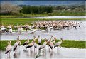 Les tantales ibis du lac Manyara. (4)