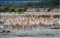Les pélicans du lac Manyara. (2)