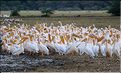 Les pélicans du lac Manyara. (3)