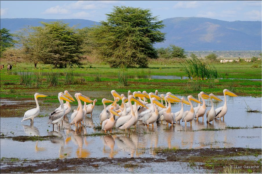 Les pélicans du lac Manyara. (4)