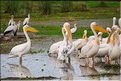 Les pélicans du lac Manyara. (8)