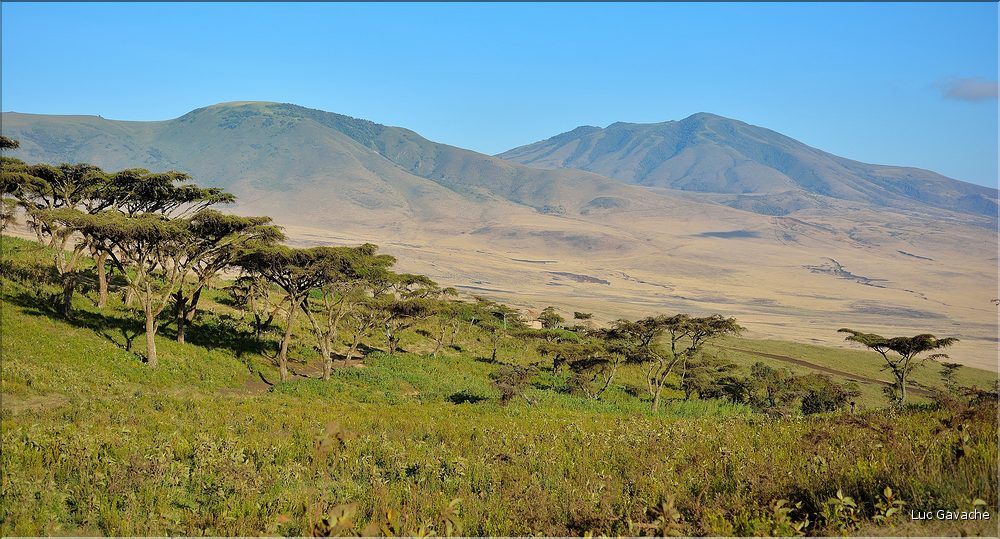 Sur les versants extérieurs du N'Gorongoro, les Maasa sont très présents car les pâturages sont nombreux pour leurs bêtes. (1)