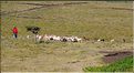 Sur les versants extérieurs du N'Gorongoro, les Maasa sont très présents car les pâturages sont nombreux pour leurs bêtes. (8)