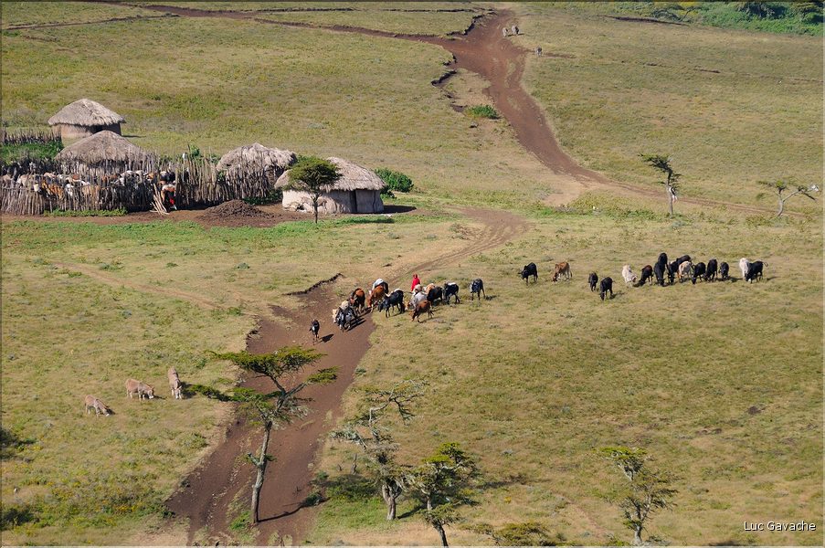 Sur les versants extérieurs du N'Gorongoro, les Maasa sont très présents car les pâturages sont nombreux pour leurs bêtes. (9)