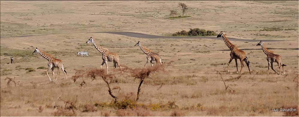 Les animaux sauvages sont également nombreux. Ici zèbres, girafes, buffles, babouins, chacals, etc. (2)
