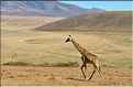 Les animaux sauvages sont également nombreux. Ici zèbres, girafes, buffles, babouins, chacals, etc. (3)