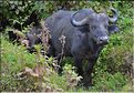 Les animaux sauvages sont également nombreux. Ici zèbres, girafes, buffles, babouins, chacals, etc. (4)