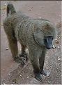 Les animaux sauvages sont également nombreux. Ici zèbres, girafes, buffles, babouins, chacals, etc. (5)