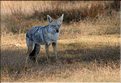 Les animaux sauvages sont également nombreux. Ici zèbres, girafes, buffles, babouins, chacals, etc. (7)