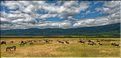 Les zèbres du N'Gorongoro. (1)