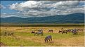 Les zèbres du N'Gorongoro. (2)