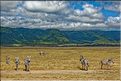 Les zèbres du N'Gorongoro. (3)