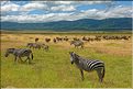 Les zèbres du N'Gorongoro. (4)