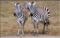 Les zèbres du N'Gorongoro. (6)