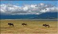 Les gnous du N'Gorongoro. (3)