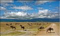 Les gnous du N'Gorongoro. (4)