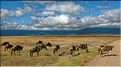 Les gnous du N'Gorongoro. (6)