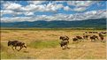 Les gnous du N'Gorongoro. (7)