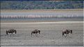 Les gnous du N'Gorongoro. (8)