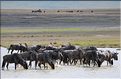 Les gnous du N'Gorongoro. (10)