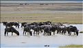 Les gnous du N'Gorongoro. (11)