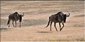 Les gnous du N'Gorongoro. (13)