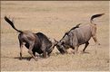 Les gnous du N'Gorongoro. (16)