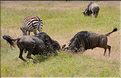 Les gnous du N'Gorongoro. (17)