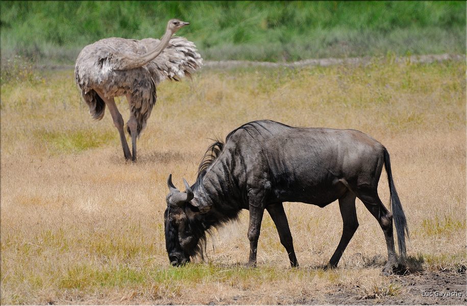 Les gnous du N'Gorongoro. (18)