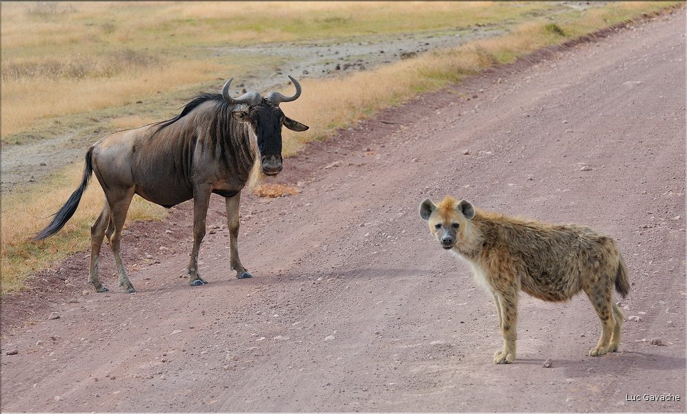 Les hyènes du N'Gorongoro. (1)