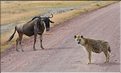 Les hyènes du N'Gorongoro. (1)