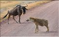 Les hyènes du N'Gorongoro. (2)